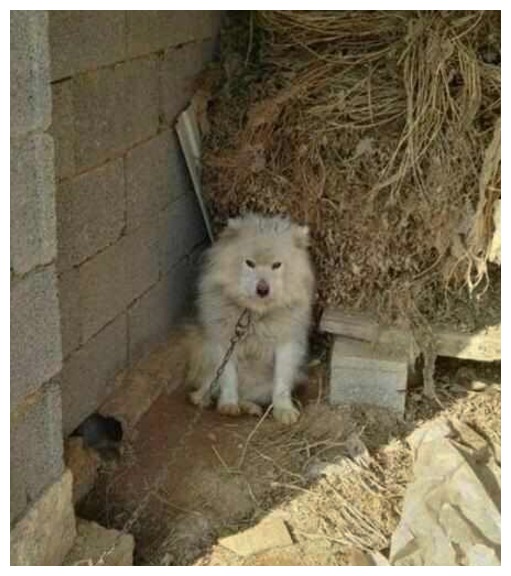 五花八门的农村狗窝,有人觉得是艺术品,有人却充满嫌弃!