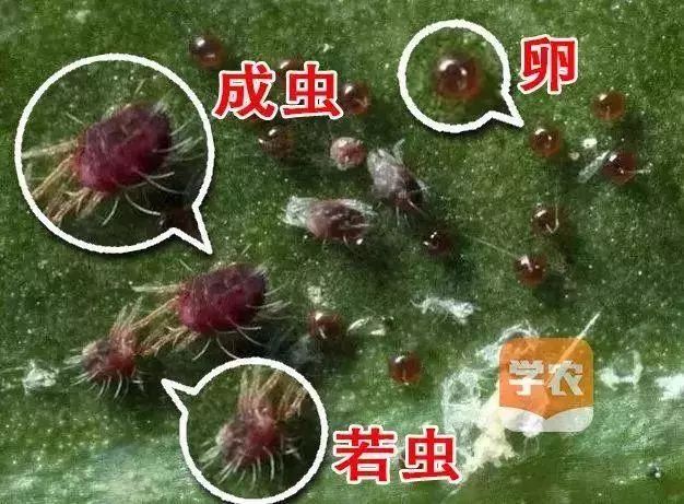 红蜘蛛要来了怎么治?现在能用矿物油?出现药害怎么办?