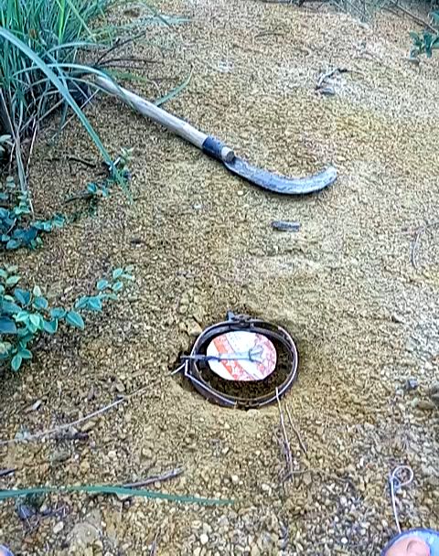 农村小伙到山里下夹子捉野味,没想到第二天看到一幕令人心疼