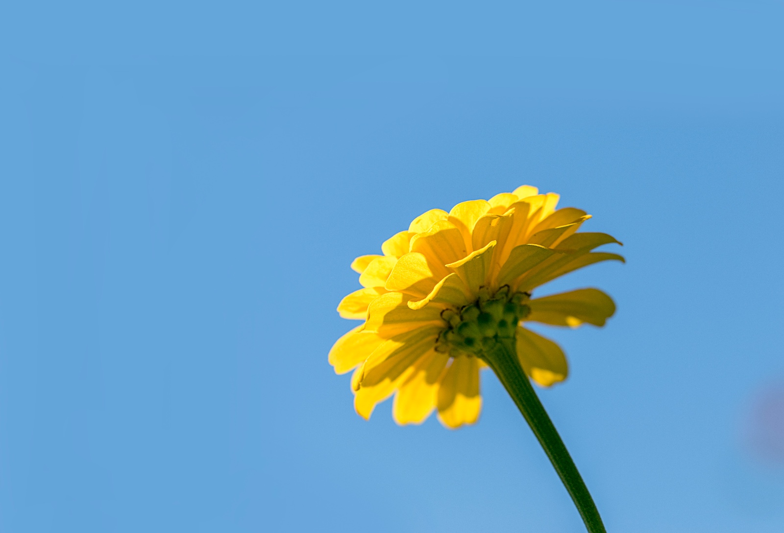 蓝天下花的姿态