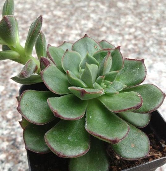 养花多肉植物丹尼尔怎么养