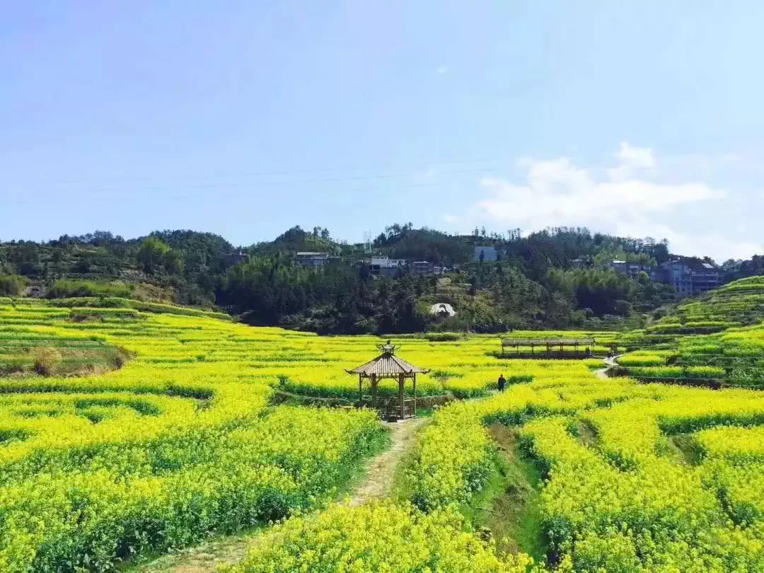 好田园┃春光明媚,去"荡"油菜花海吧