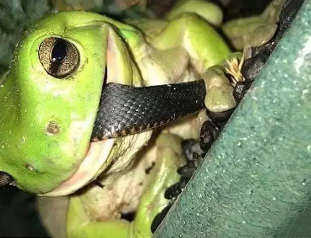 小黑蛇吃青蛙不成,反被青蛙所食