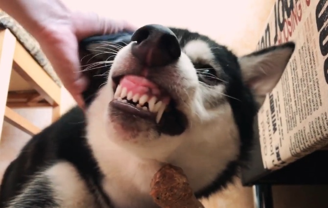 二哈吃东西咧嘴警告主人,网友:需要狠狠打一顿了|哈士奇|主人|狗狗