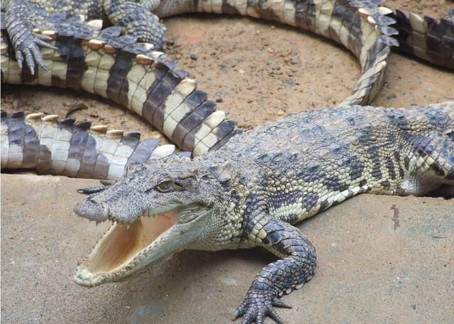 茅山鼍龙带你了解鼍龙的来历