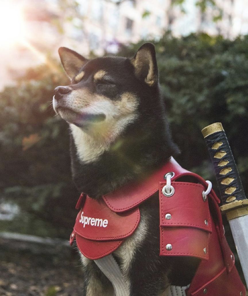 不仅长得比你可爱 穿搭还比你更努力更有型|柴犬|狗链|可爱_新浪新闻