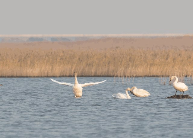 640_457gif 动态图 动图