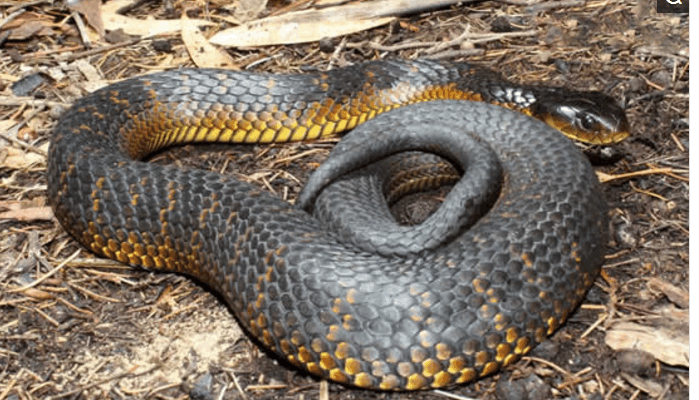 世界上最毒的蛇, 旅游遇见了千万要躲开