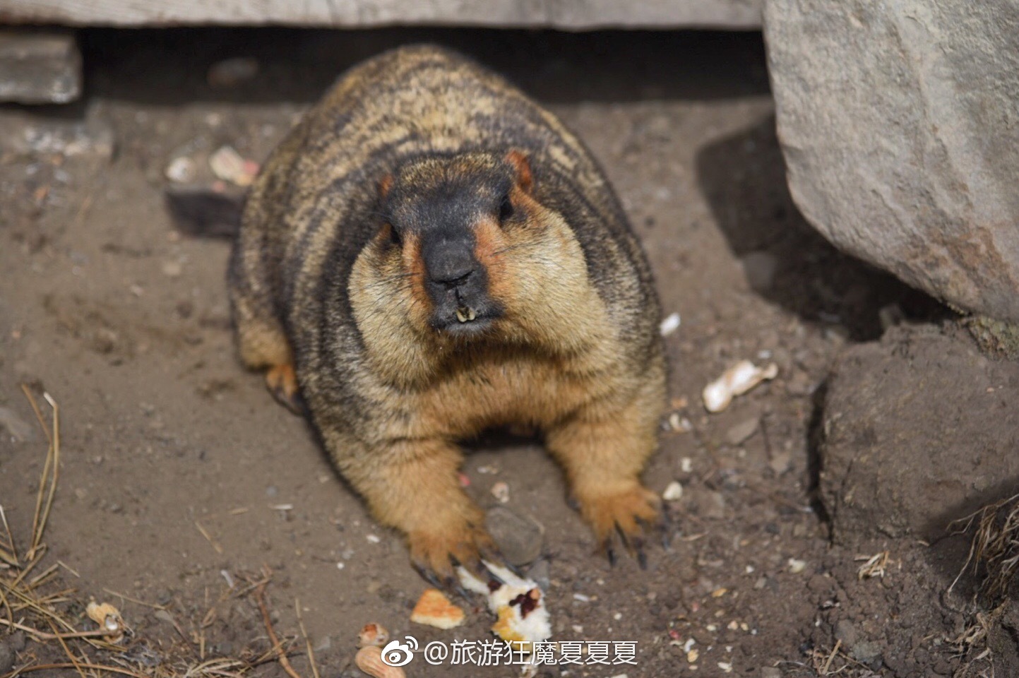 四川·甘孜州·莫斯卡土拨鼠|莫斯卡|猪儿|耗子_新浪新闻