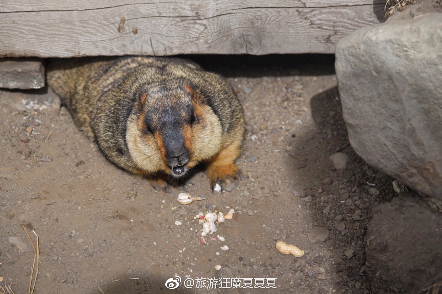 四川·甘孜州·莫斯卡土拨鼠|莫斯卡|猪儿|耗子_新浪新闻