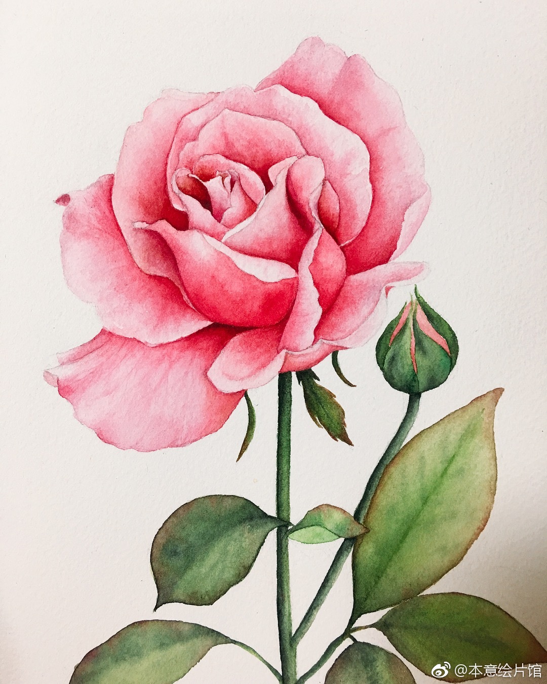 水彩花卉作品一组inssunhyeagnes