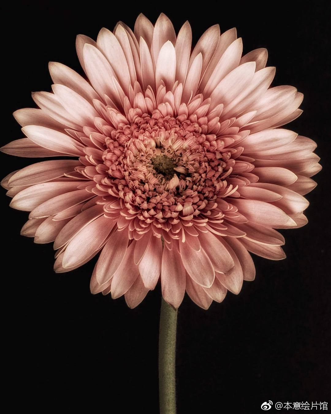 静谧中绽放的花朵绘画素材第215辑分享 | ins:dpoinskiphoto