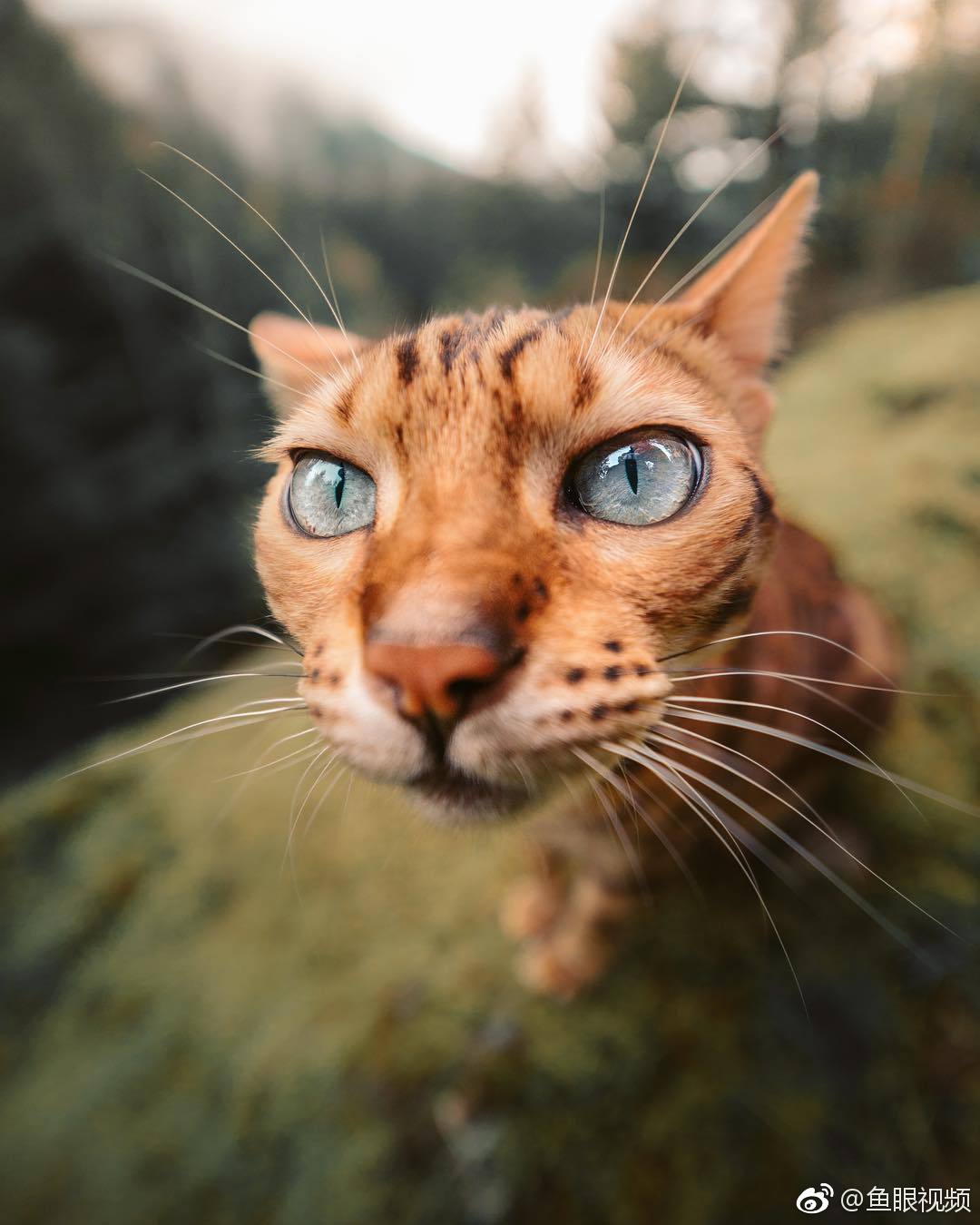 被这些小动物萌出一脸花痴摄影师emmettsparling