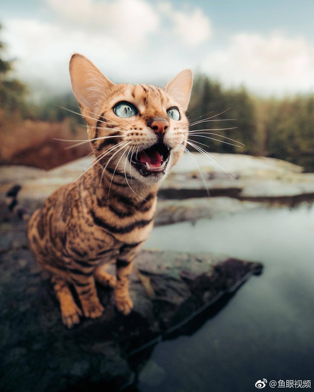 被这些小动物萌出一脸花痴摄影师emmettsparling