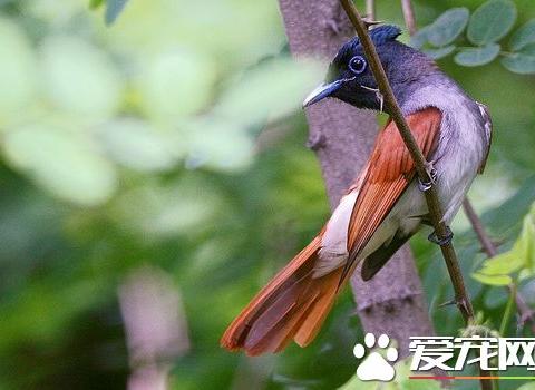 寿带鸟的寓意 寿带鸟的寓意和寿命有关系吗|寿带鸟|寓意|寿命|鸟类|吉祥_新浪新闻