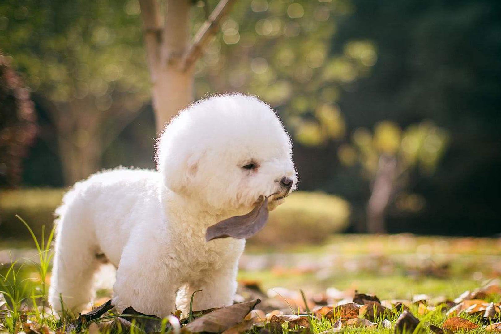 相较于男生,女孩子对狗狗的要求更简单:比如颜值高或长得可爱