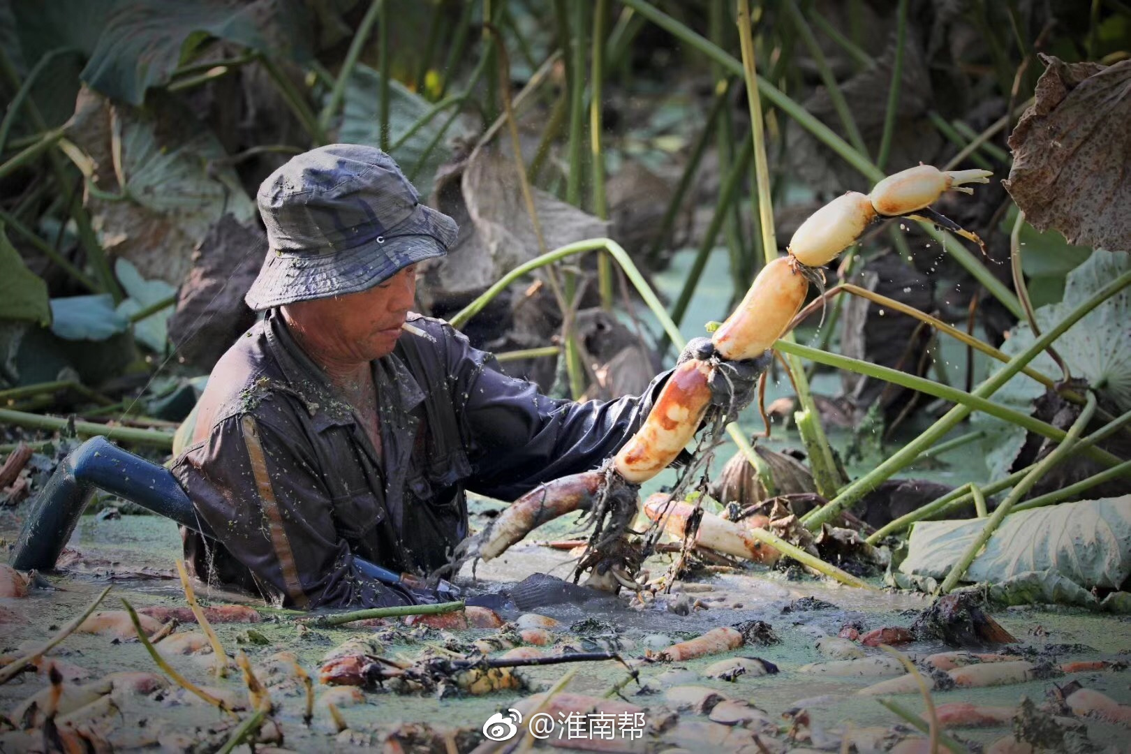 焦岗湖畔挖藕人|湖畔|莲藕|泥水_新浪新闻