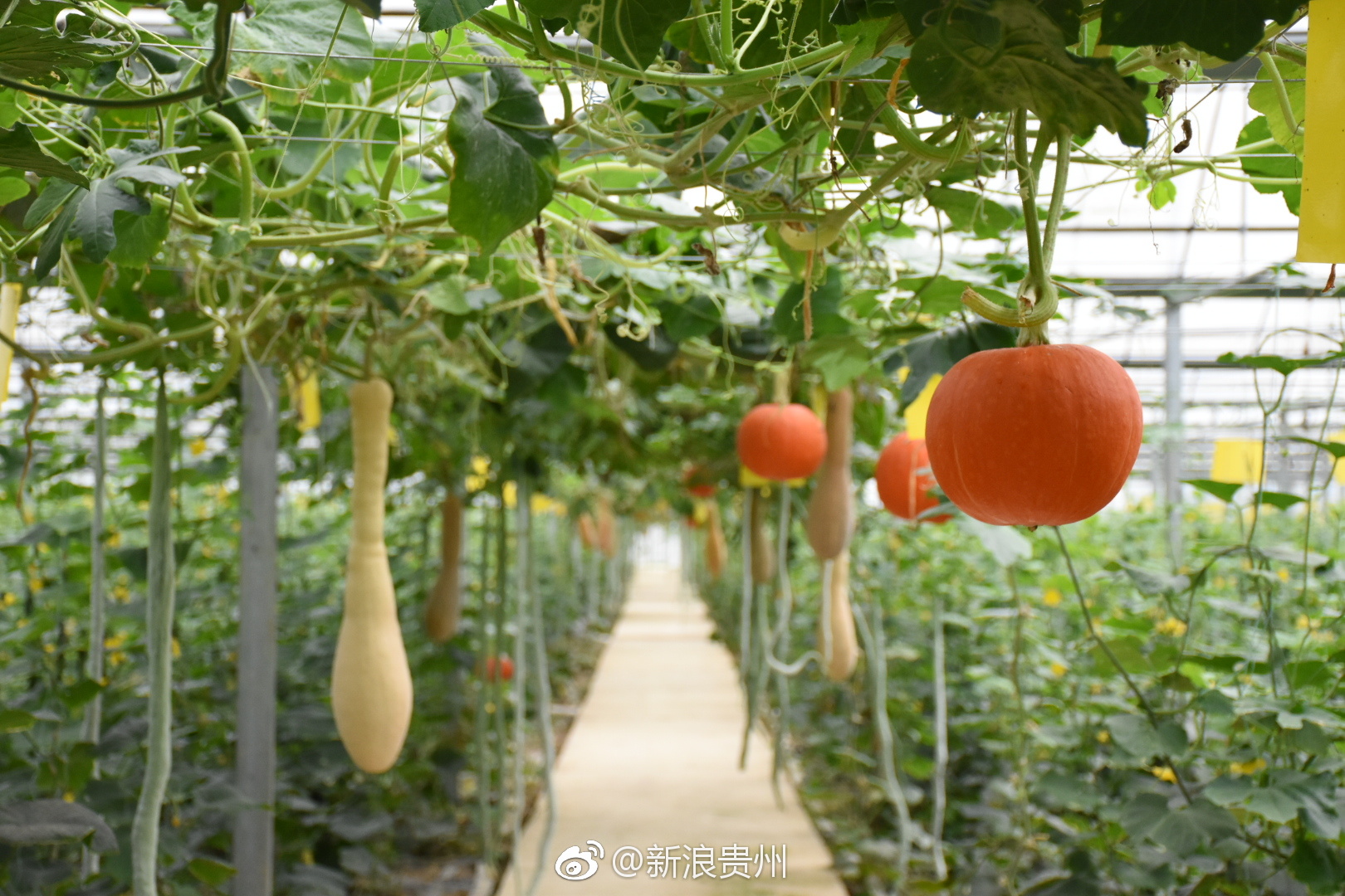 新鲜蔬菜瓜果就在这!敖寨乡中华山村金中农业大棚蔬菜基地