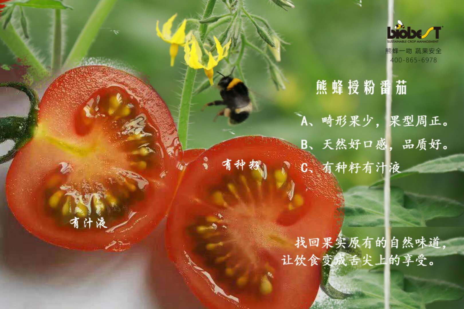 秋冬季番茄熊蜂授粉丨美图欣赏