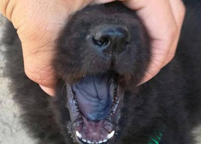 领养了一只全身黑色的小狗,竟然连舌头都是黑的,结果发现赚大了
