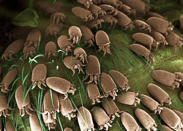 床上螨虫最常光顾,只需要1片叶子,就能将螨虫永绝后患