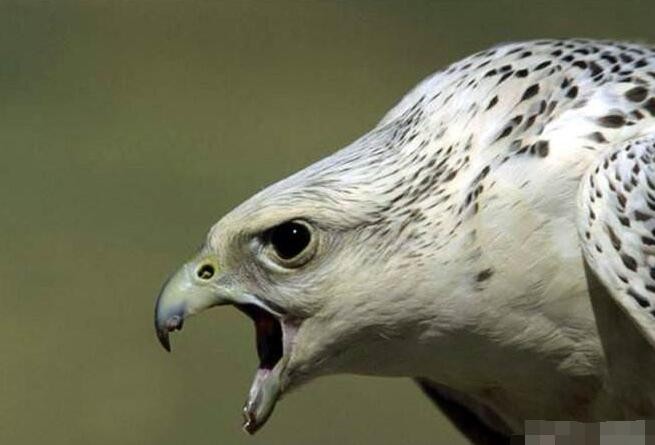 鹰中的王者,接近神的存在,捕猎天鹅都不在话下|海东青|天鹅|岩鸽_新浪