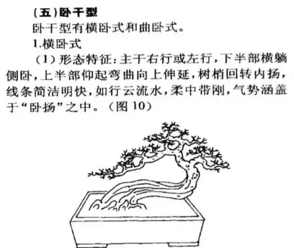 盆景造型基础知识图解卧干型盆景制作一看就会