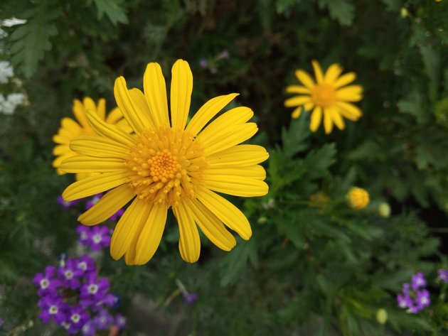 微距拍摄主次分明,背景虚化自然