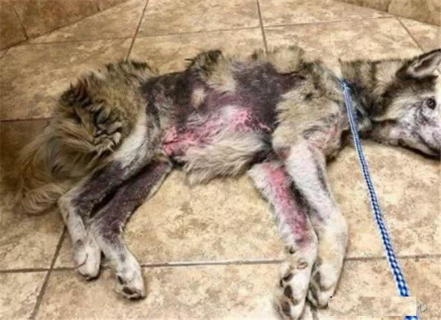 哈士奇全身是伤流浪街头,差点被收容所安乐死,终遇好心人帮助