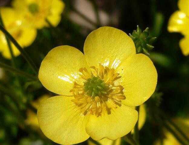 路边的小黄花,看看你都叫得出名字吗__财经头条