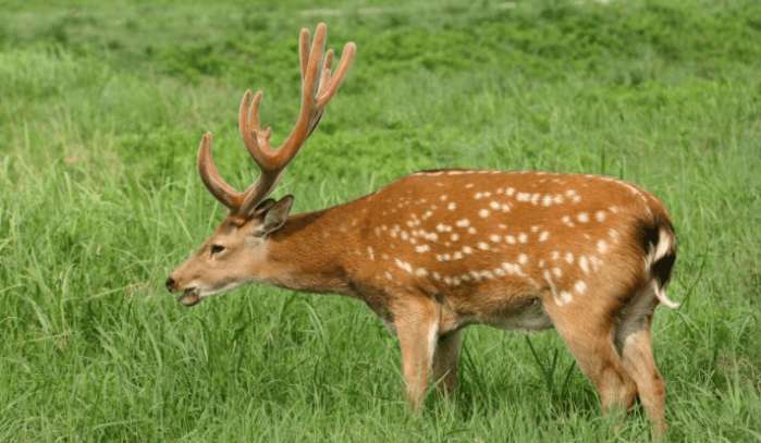 为什么草食性动物的食量这么大?它们每天的时间都用来吃草和睡觉