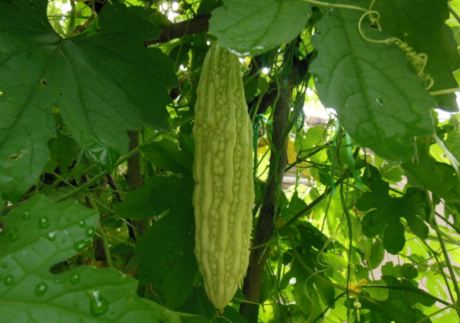 在家种植苦瓜做好这几点,年年结的果实全家都吃不完,快来看看吧