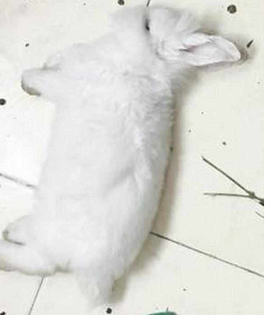 想让二哈和兔子增进感情,二哈假装咬住兔子头,兔子却被吓死了