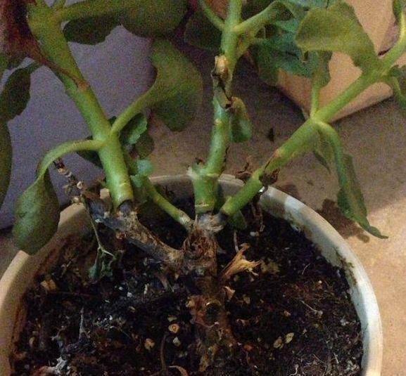 长寿花总是发黄干枯?教你一招,不黑腐,不烂根,秋后猛爆盆!