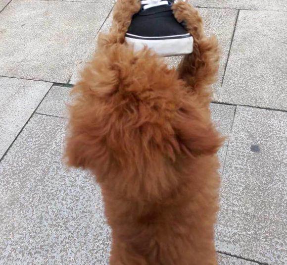 买了条泰迪没断尾怀疑是不是串了网友你确定这不是猴子