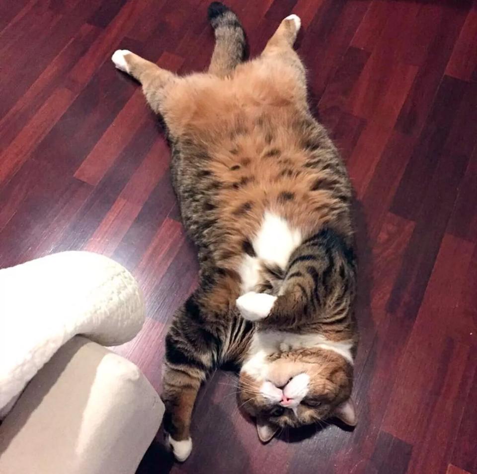 猫咪懒得不成样子,整天躺在地上不动,被主人嫌弃