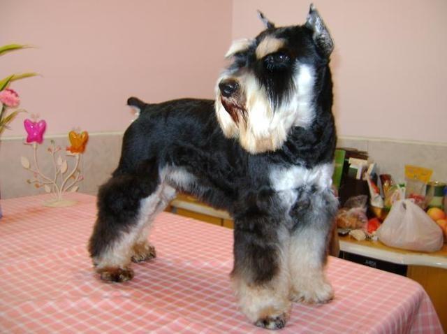 可爱小老头狗狗-雪纳瑞