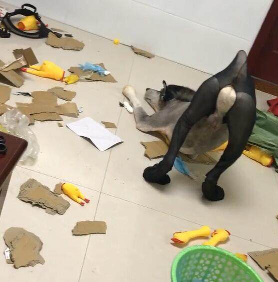 阿拉斯加拆家被网友惩罚,结果看到照片后,笑喷了!