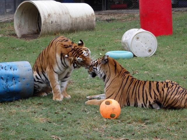 瘦到脱形掉毛的老虎看到肉拼命吃好欣慰它最终恢复成漂亮模样