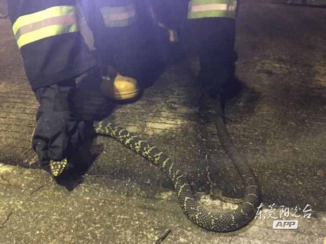 吓破胆!东莞又有蛇入屋!这次是条一米多长的"黄金甲"