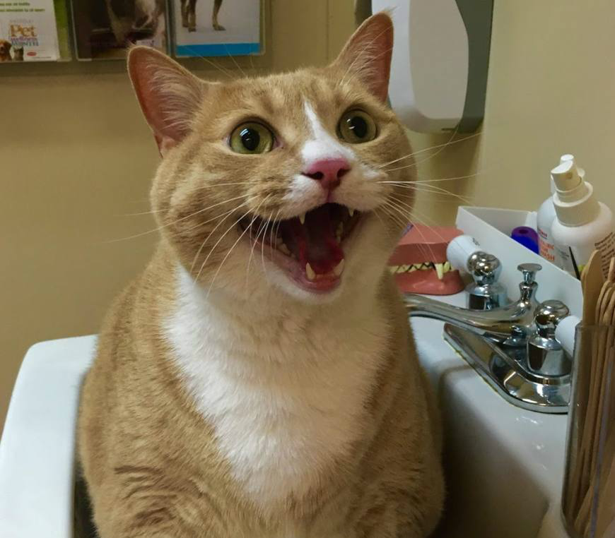 橘猫,快醒醒,你的小鱼干被吃光,6张超可爱的搞笑猫咪图片