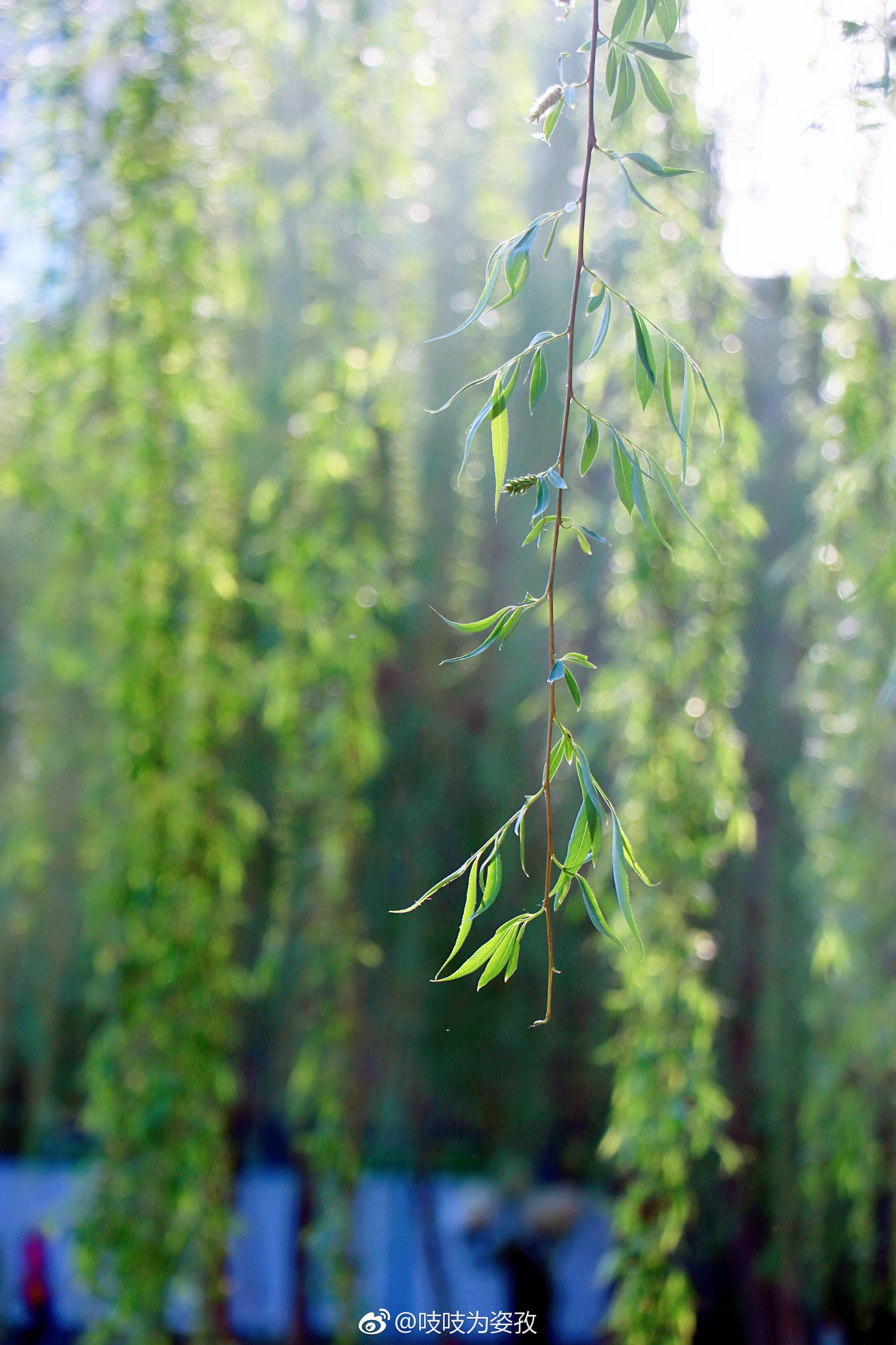 最是一年春好处,绿草茵茵,垂柳浓密,才是春天该有的景象