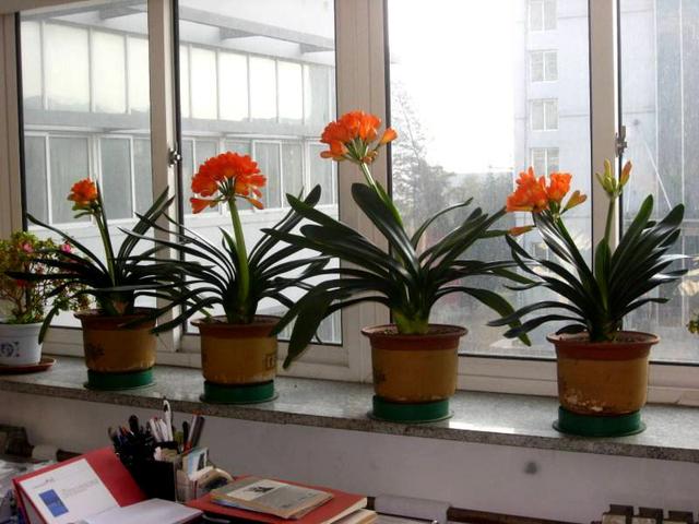 君子兰叶片不对称,老兰友教你2个妙招,让它整整齐齐排好队!