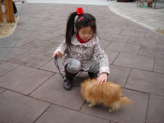 Image result for pekingese 狗 和孩子一起玩
