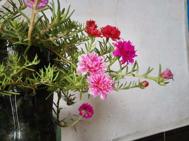 这个花就叫死不了,掐段枝条种花盆里不用管,阳台变成牡丹园