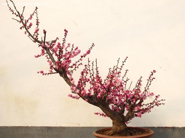 世人皆爱梅梅花盆景造型欣赏有哪些名品
