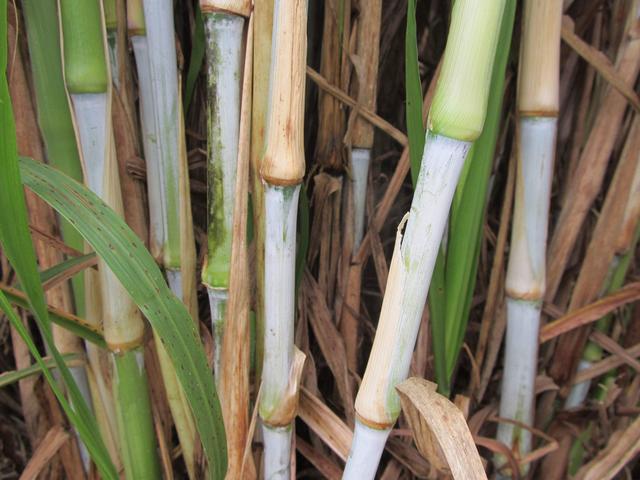 "草中皇帝"皇竹草是种优良牧草,还有环保价值,多地均可栽种