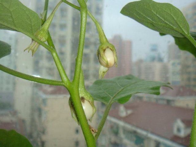 长在树上的鸡蛋,种植在阳台,白白的椭圆形还很好吃|金银茄|果实|小苗