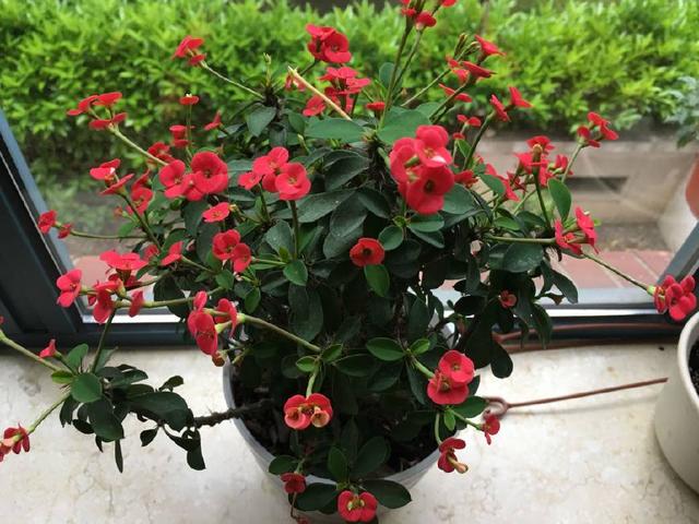 花期超长的盆栽,红花配绿叶,四季开不停,漂亮又好养,值得拥有