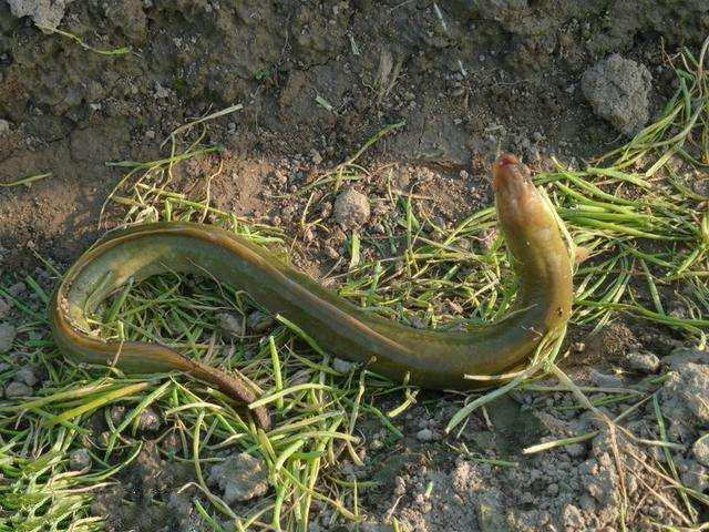 茂盛的浅水区,这时候最容易抓到它,以前小孩用个土簸箕在周围踹上几脚